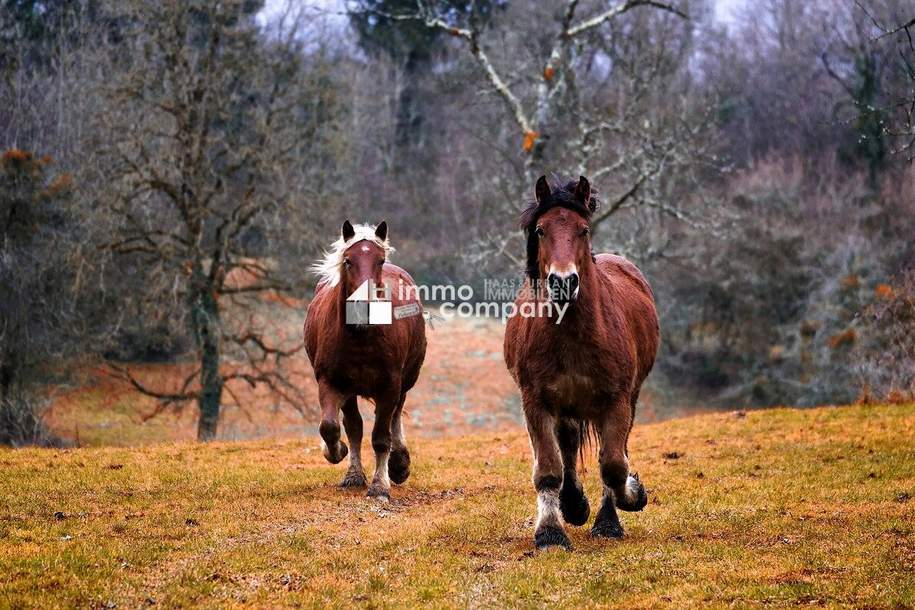 TIERLIEBHABER GESUCHT - Hier ist Tier- und Pferdehaltung möglich!, Haus-kauf, 390.000,€, 7034 Eisenstadt-Umgebung