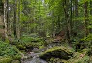 Traumanwesen in Alleinlage – 12.000 m² für Naturliebhaber und Pferdehalter