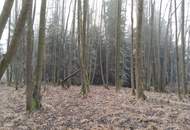 Vitis: 2,14ha Grundstück (Wiese &amp; Wald mit Bachlauf): Ideal für ein Teichprojekt