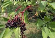 ,,Bauland und großer Obstgarten - Liegenschaft in Hornstein nahe Neufeldersee,,