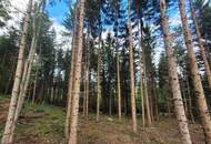 Wald zu verkaufen – 2 gepflegte Parzellen à ca. 4 ha (insgesamt ca. 8,3 ha) im südlichen Waldviertel