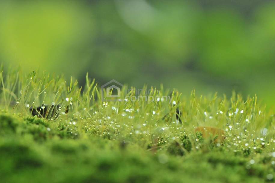 BEREITS AUFGESCHLOSSEN - Baugrundstück mit Pool wartet auf neues Haus!, Grund und Boden-kauf, 179.000,€, 2492 Wiener Neustadt(Land)