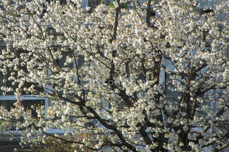 Schöne und große Wohnung. - Sonnig, tolle Aussicht !, Wohnung-kauf, 320.000,€, 4020 Linz(Stadt)