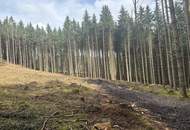 Ca. 9 ha Waldfläche zwischen Gurten und Eitzing - überwiegend Nadelholz