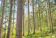 Mischwald in 5121 St. Radegund