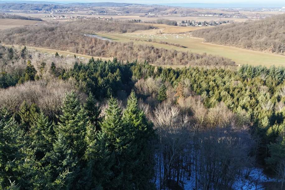 "1,4 ha Wald", Gewerbeobjekt-kauf, 41.940,€, 3451 Tulln