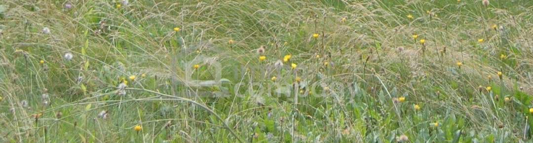 Sonniges Grundstück in ruhiger Lage