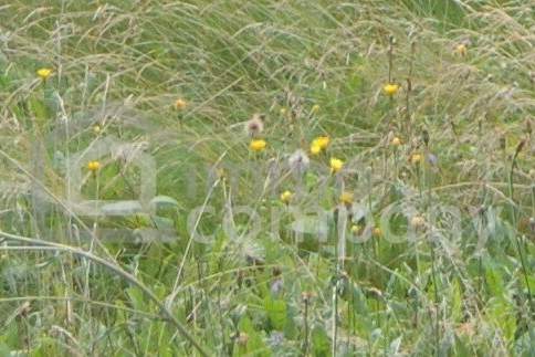 Sonniges Grundstück in ruhiger Lage, Grund und Boden-kauf, 540.000,€, 1220 Wien 22., Donaustadt