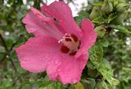 Phänomenale Gartenwohnung mit Gartenhaus und Parkplatz in Graz/Liebenau (Provisionsfrei)