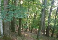 Großes Waldgrundstück mit Mischwald