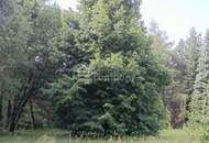 Großes Grundstück mit Waldbestand
