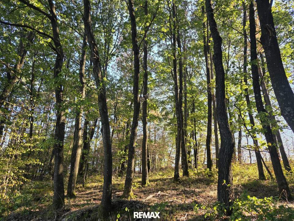 Waldgrundstücke in Salmannsdorf