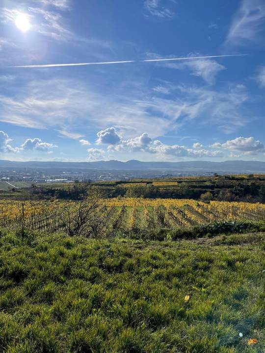 WEINGARTEN IN AUSSICHTSLAGE - WEINGARTEN, LANDWIRTSCHAFTLICHE FLÄCHEN - KEIN BAUGRUNDSTÜCK!