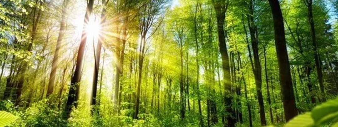 3,7 Ha. Wald in Nestelbach bei Graz zu kaufen