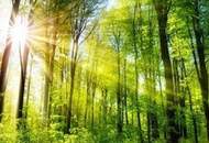 3,7 Ha. Wald in Nestelbach bei Graz zu kaufen