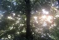 Wohnung mit Grünblick und riesiger Terrasse