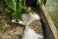 Charmantes Landhaus für Naturliebhaber in absoluter Ruhelage (Provisionsfrei)