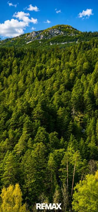 Teilwald in Nassereith – Ein Naturjuwel zum Erwerb!