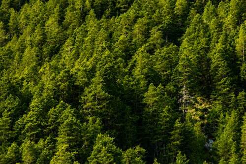 Teilwald in Nassereith – Ein Naturjuwel zum Erwerb!, Grund und Boden-kauf, 60.000,€, 6465 Imst