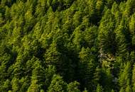 Teilwald in Nassereith – Ein Naturjuwel zum Erwerb!