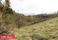 sonniges Grünland eingebetet neben Bach und Wald