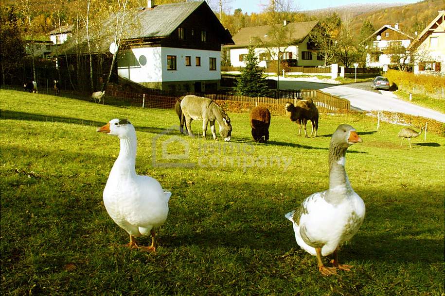 Landgasthof in Sankt Corona am Schöpfl !!! Zur Vermietung ein komplettes Haus inklusive Wohnungen in der beliebten Region Sankt Corona am Schöpfl - Mietpreis: nur 2.500 Euro monatlich, Gewerbeobjekt-miete, 2.500,00,€, 2571 Baden