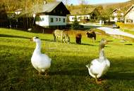 Landgasthof in Sankt Corona am Schöpfl !!! Zur Vermietung ein komplettes Haus inklusive Wohnungen in der beliebten Region Sankt Corona am Schöpfl - Mietpreis: nur 2.500 Euro monatlich