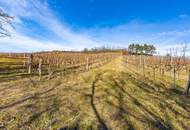 8798 m² WEINGARTEN IN DEN HÜGELN VON FAHNDORF - PANORAMALAGE!