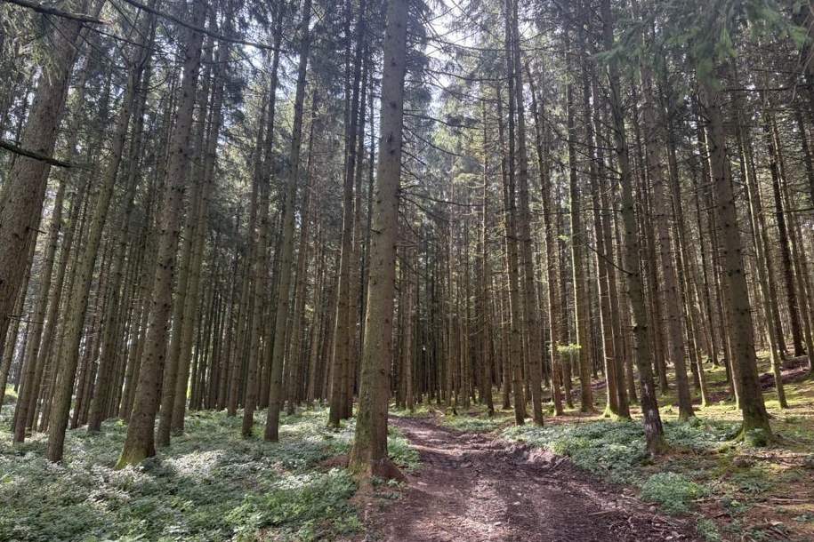 Ca. 9 ha Waldfläche zwischen Gurten und Eitzing - überwiegend Nadelholz, Grund und Boden-kauf, 270.000,€, 4942 Ried im Innkreis