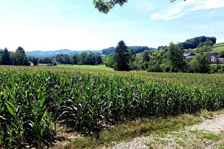 ACKER FAHRAFELD - ZUM VERKAUF, Grund und Boden-kauf, 450.000,€, 3072 Sankt Pölten(Land)