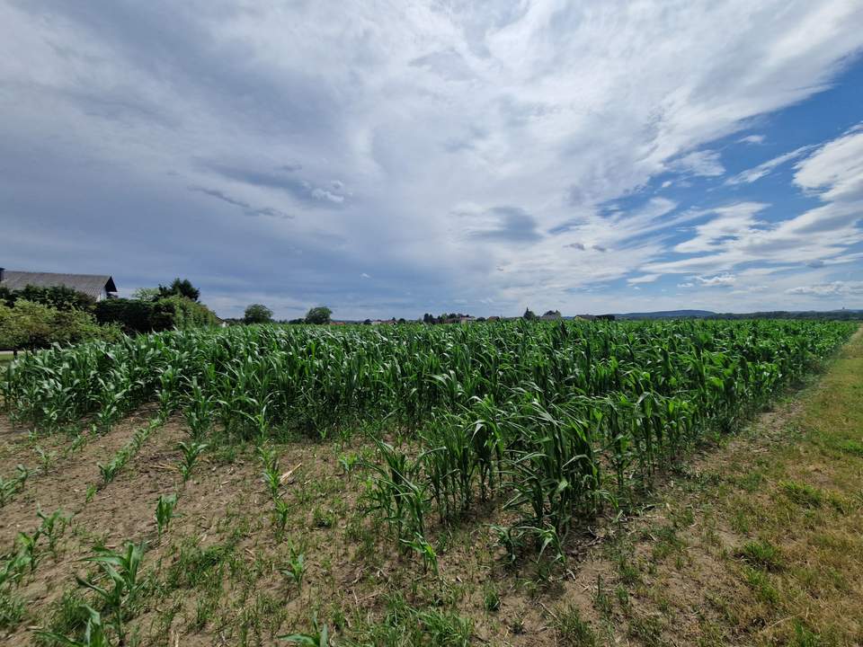 SONNIGE LEBENSQUALITÄT AM LAND OHNE BAUZWANG - LEISTBARES BAUGRUNDSTÜCK IN SIEDLUNGSLAGE IN GRAFENWÖRTH