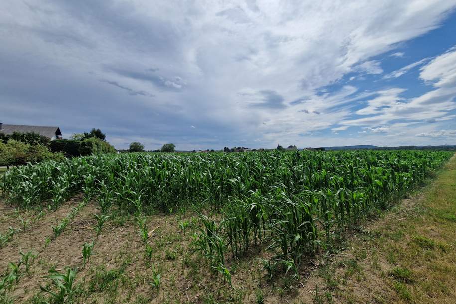 SONNIGE LEBENSQUALITÄT AM LAND OHNE BAUZWANG - LEISTBARES BAUGRUNDSTÜCK IN SIEDLUNGSLAGE IN GRAFENWÖRTH, Grund und Boden-kauf, 140.600,€, 3484 Tulln