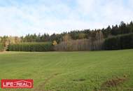 sonniges Grünland mit Wald