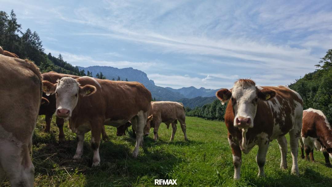 "Hof zur Steinwänd" Gasthof und Bauernhof mit Fremdenzimmern - Wald und Wiesen!