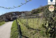 Preissenkung! Förthof: Baugrund mit Weingarten mit Donaublick