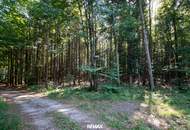 Naturnaher Mischwald mit ausgewogenem Laub- und Nadelholzbestand