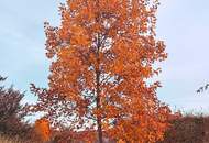 GARTENPARADIES - 9.000 M² - LANDHAUS IN PARKLANDSCHAFT NUR 30 MINUTEN VON WIEN