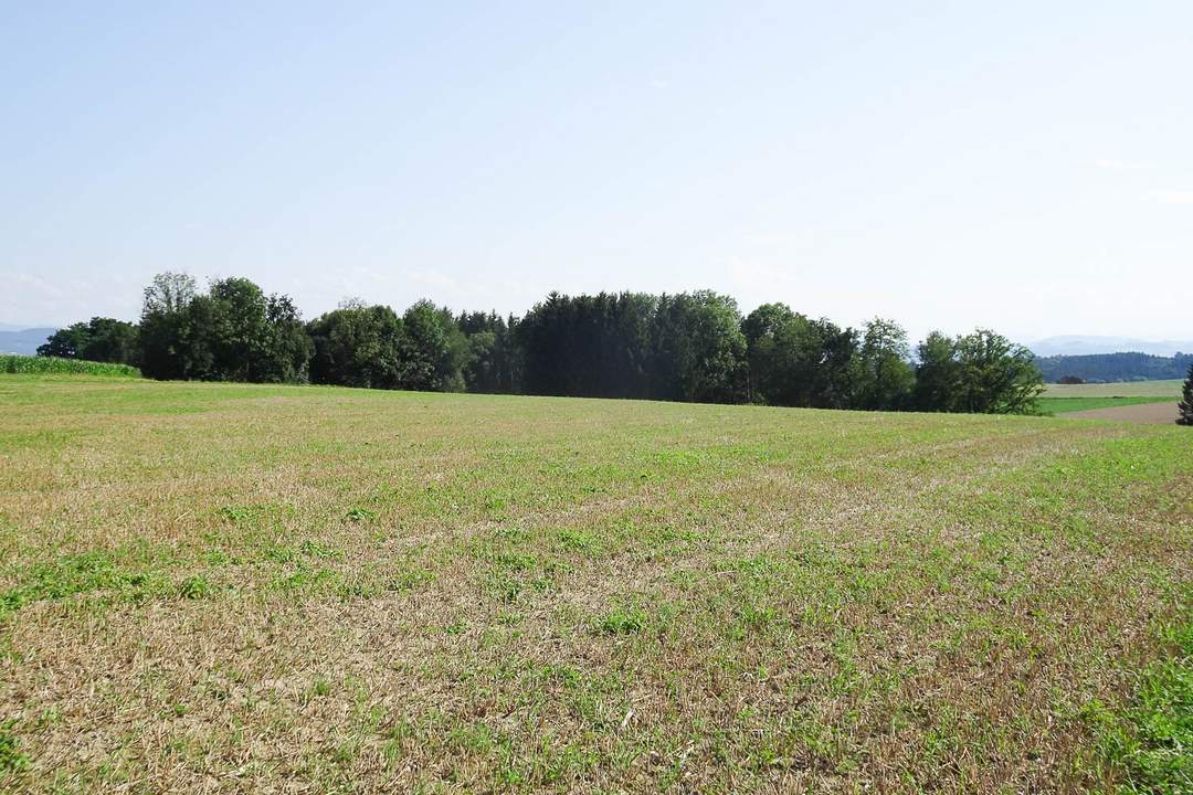 2,3 ha Ackergrund - ganz leichte Hanglage mit guter Bonität in Oed - Nähe Amstetten