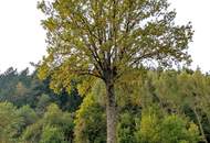 Sanierungsbedürftiger Bungalow mit großem Grundstück - in ruhiger, sonniger Lage