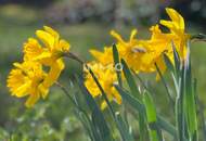 Landhaus mit Charme - Rückzugsort im Grünen