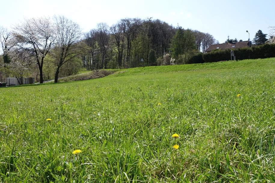 "Baugrund Eigenheim in Ried am Riederberg ohne Bauzwang - Leben im Wienerwald ", Grund und Boden-kauf, 175.000,€, 3443 Tulln