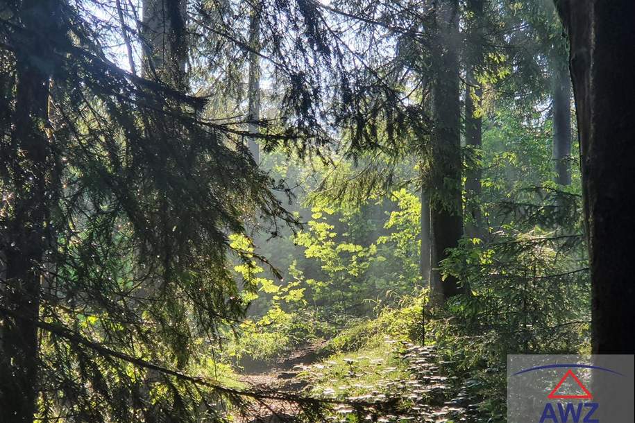 Klimafitter Mischwald!, Gewerbeobjekt-kauf, 5660 Zell am See