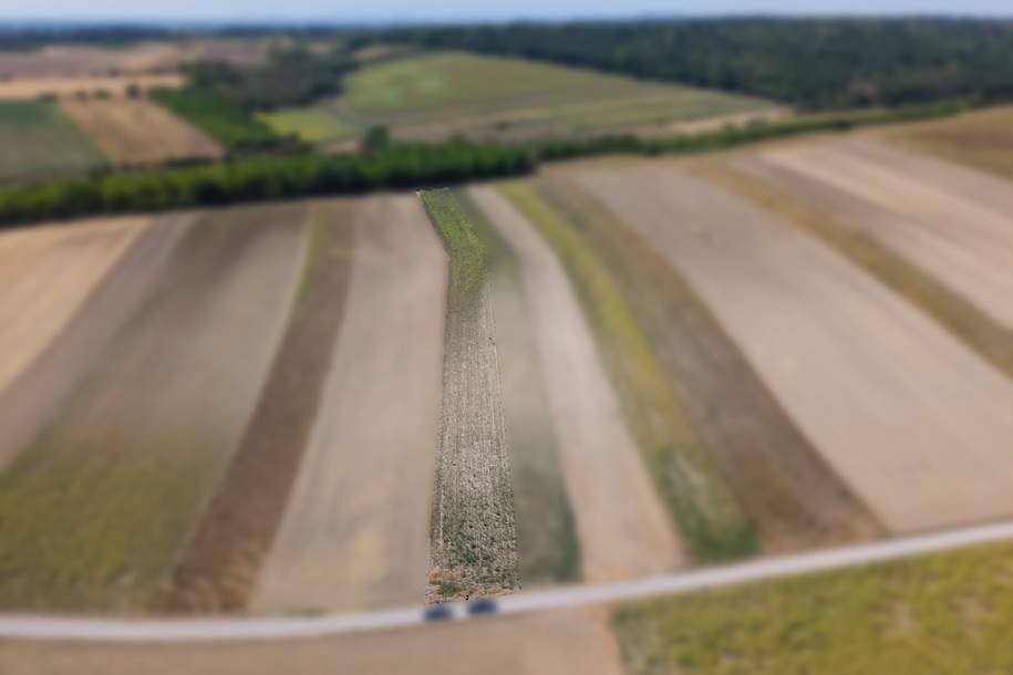 Landwirtschaftliches Grundstück in der KG Auersthal - 3103m2, Gewerbeobjekt-kauf, 18.618,€, 2214 Gänserndorf