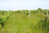 SELTENE GELEGENHEIT: WEINGÄRTEN IN ENGELMANNSBRUNN, FELS AM WAGRAM, RUPPERSTHAL UND THÜRNTHAL - WEINGARTEN, LANDWIRTSCHAFTLICHE FLÄCHE