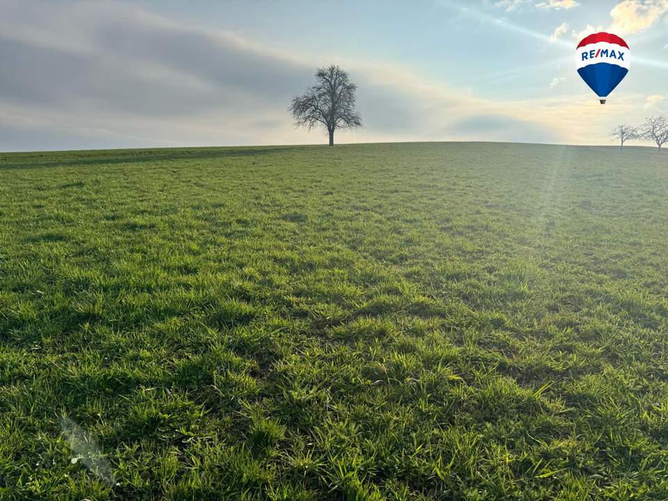 Biologisch bewirtschaftete Ackerfläche nahe Waizenkirchen/Stroheim