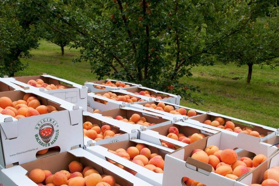 Wachauer Marille: ca. 8,1 ha Marillengärten in Toplage in der Wachau!, Grund und Boden-kauf, 3620 Krems(Land)