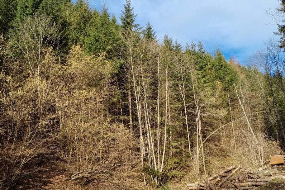 Traumhaftes Landgut mit über 25 ha in Pernegg in der Steiermark !, Grund und Boden-kauf, 650.000,€, 8132 Bruck-Mürzzuschlag
