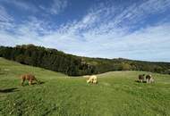 NEUER PREIS! Rarität! Bauernhof in der steirischen Toskana mit ca. 2,7 ha Weide!