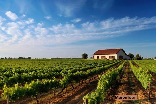 Großzügiges Weingut mit umfangreichen Hallen- und Lagerflächen
