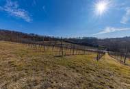 8798 m² WEINGARTEN IN DEN HÜGELN VON FAHNDORF - PANORAMALAGE!